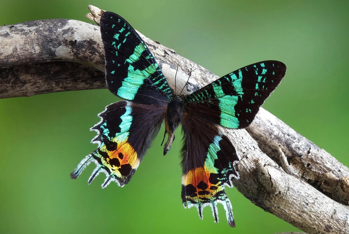 Урания Мадагаскарская