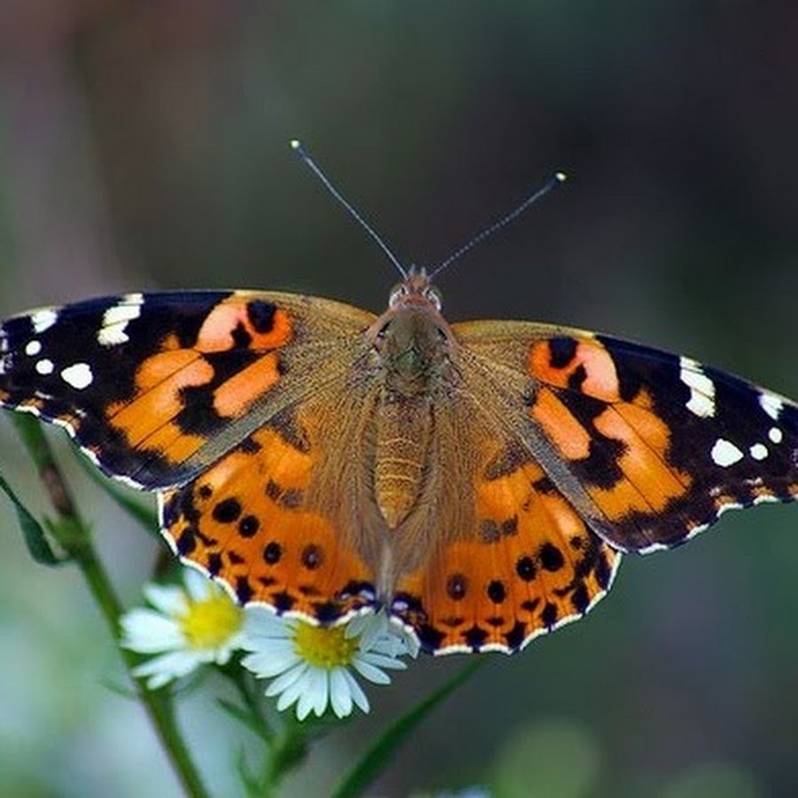 Репейница обыкновенная чешуекрылые