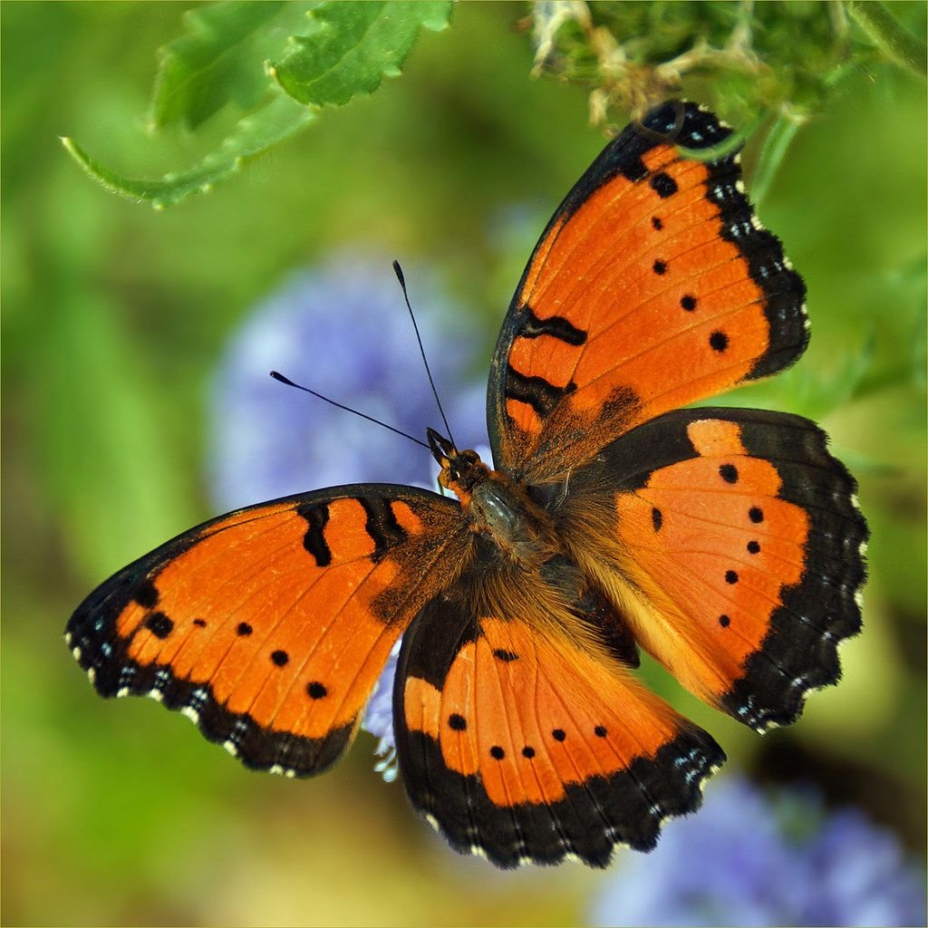 Африканская бабочка Баттерфляй