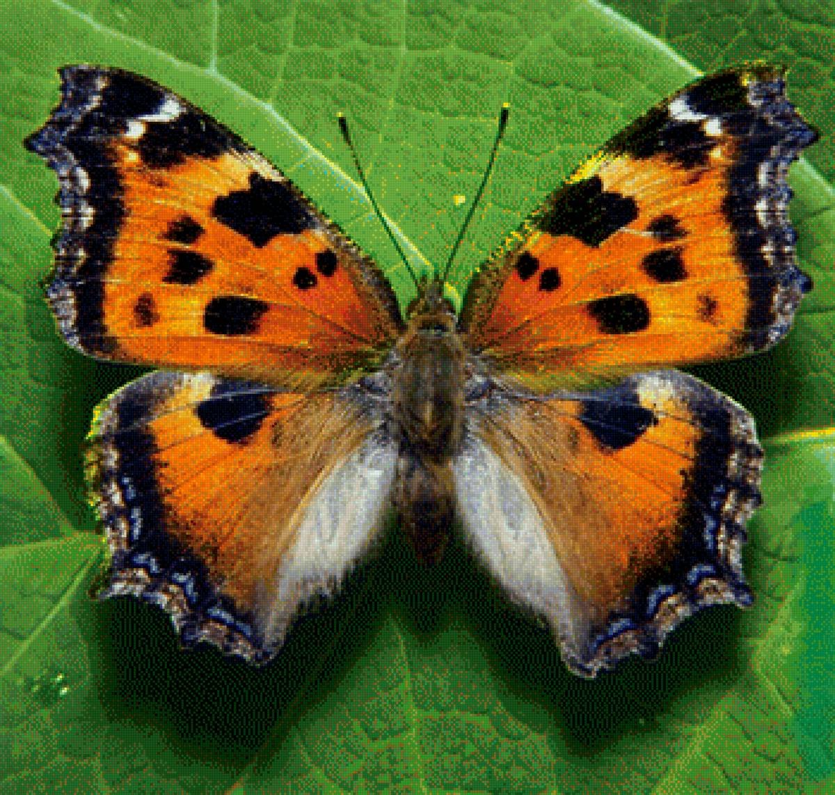 Бабочка Nymphalis xanthomelas.