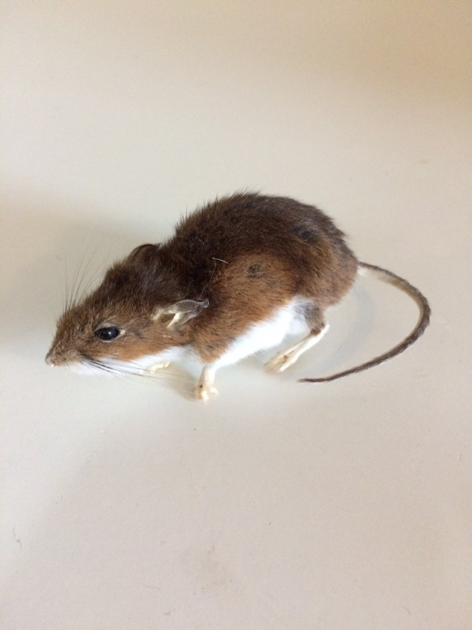У мышей коричневая окраска шерсти. Коричневая мышь. Светло коричневая мышь. Коричневый мышонок. Бурая мышь.