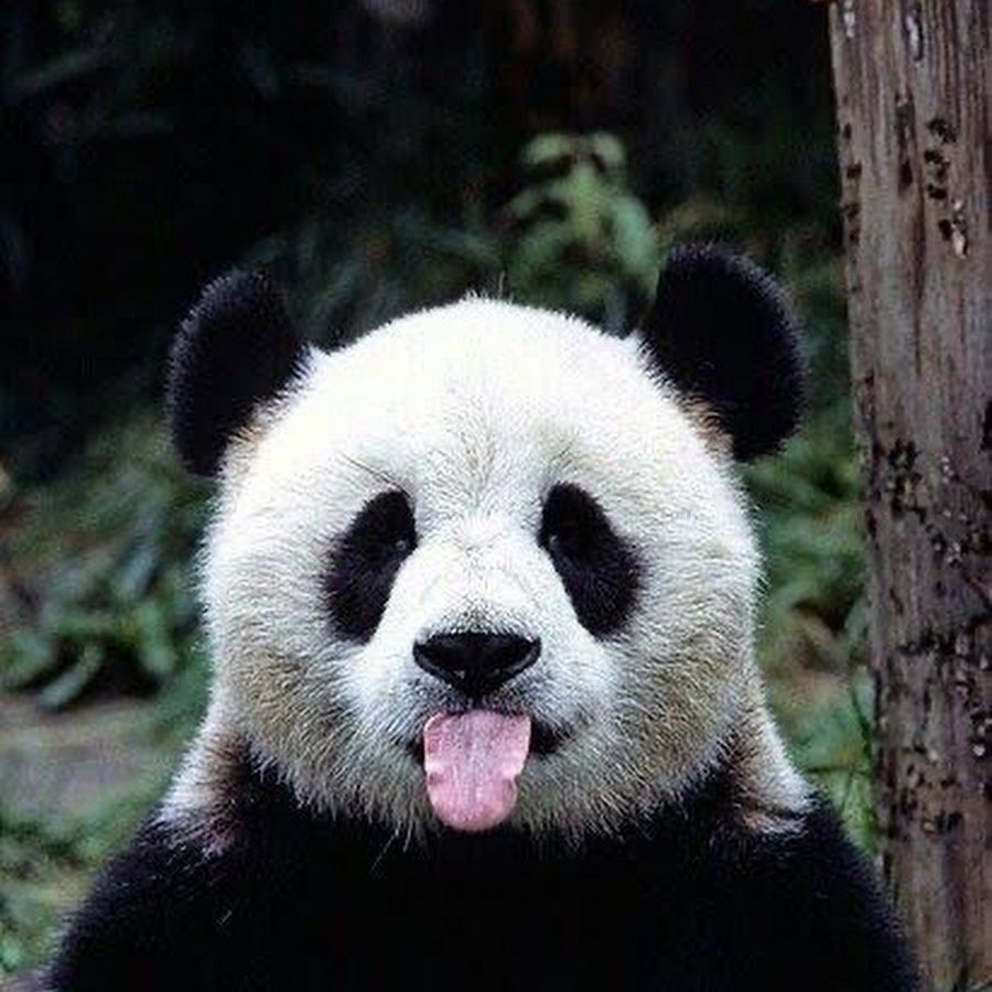 Вредная Панда