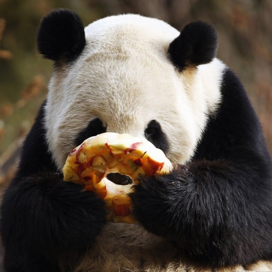 Пузатая Панда