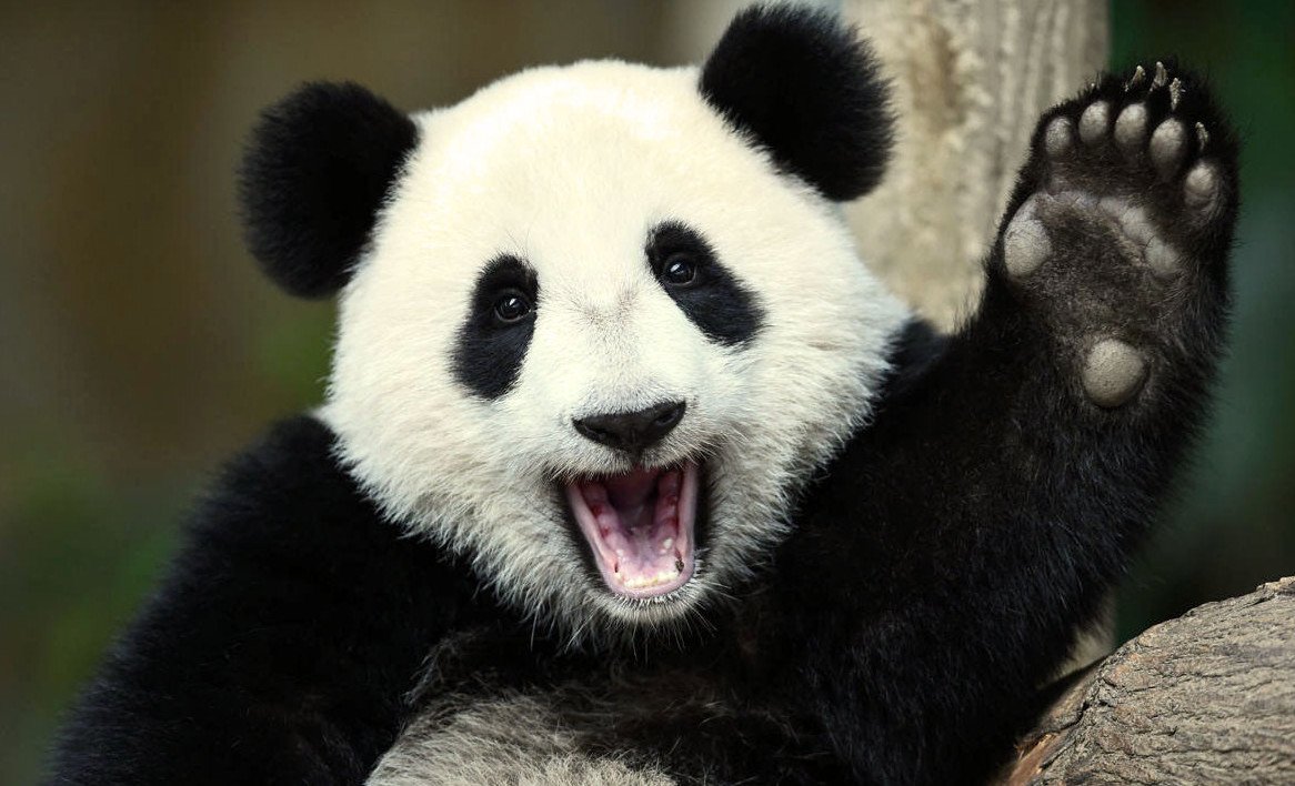 Веселая Панда