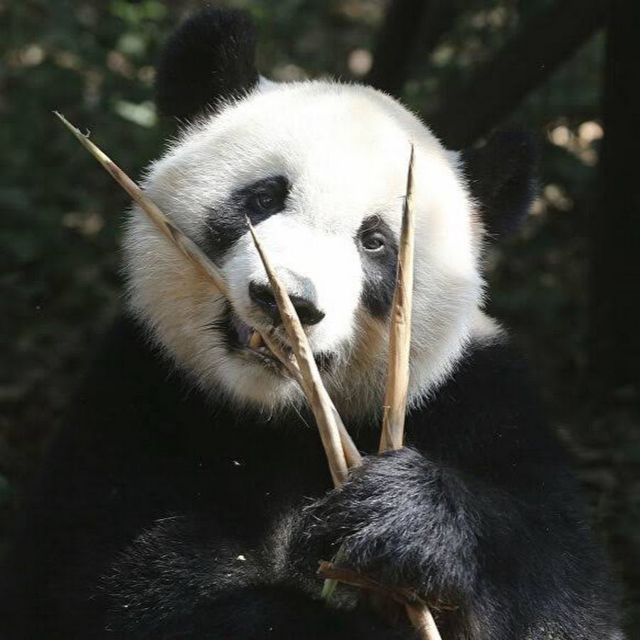 Почему все панды принадлежат Китаю