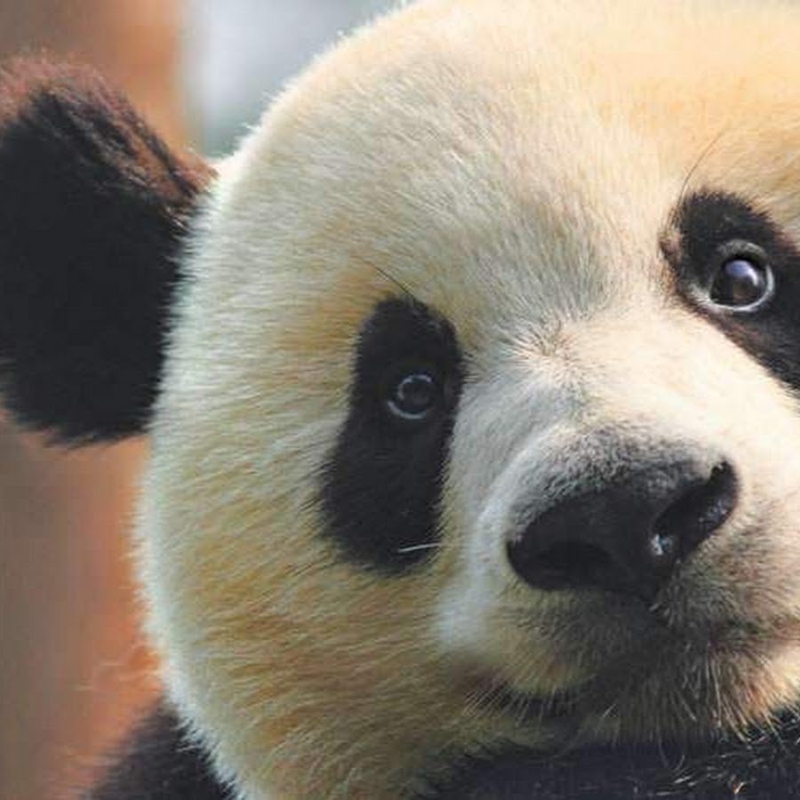 Панда машет лапой