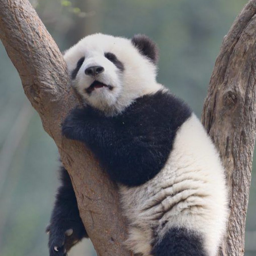 Спящие панды