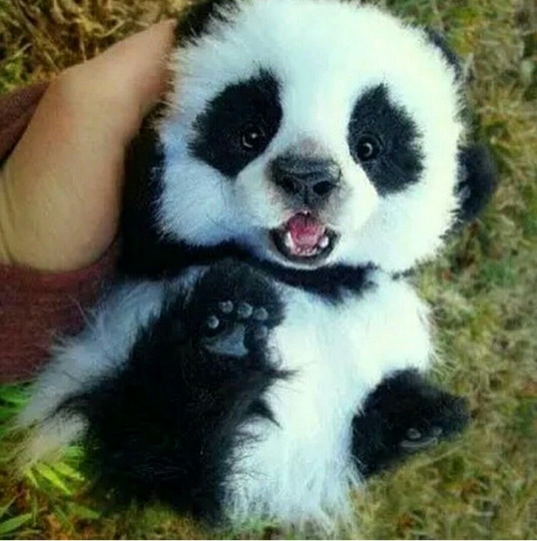 Самая милая Пандочка