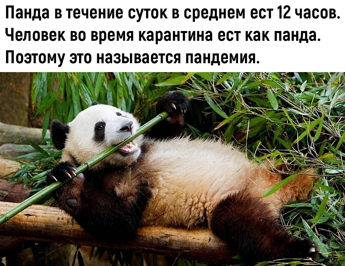 Большая Панда с бамбуком