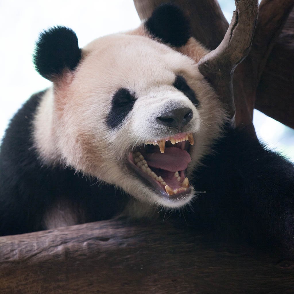 Панда с открытым ртом