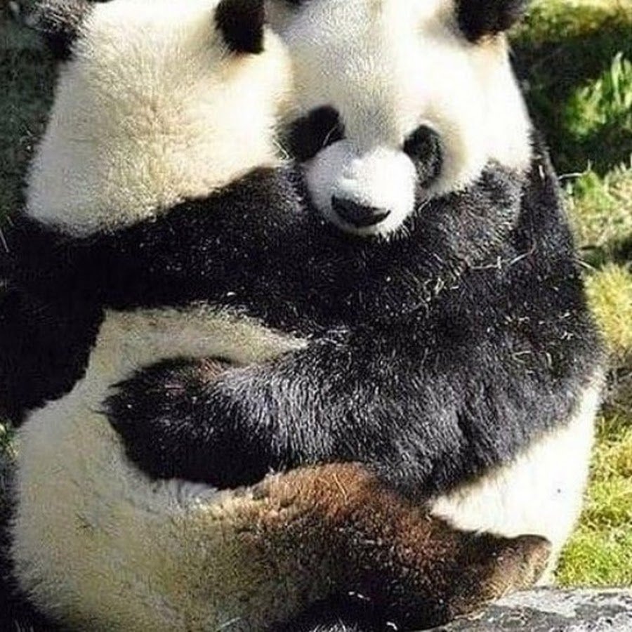 2 Панды