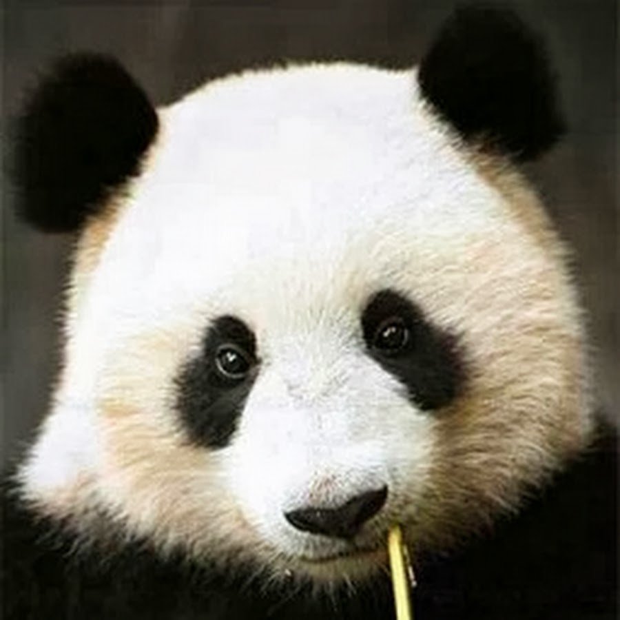 УГАРНАЯ Панда для авы