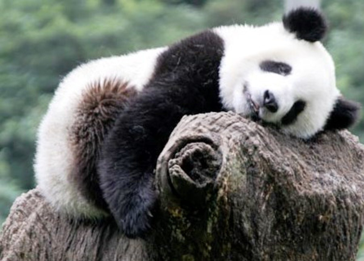 Панда ест эвкалипт