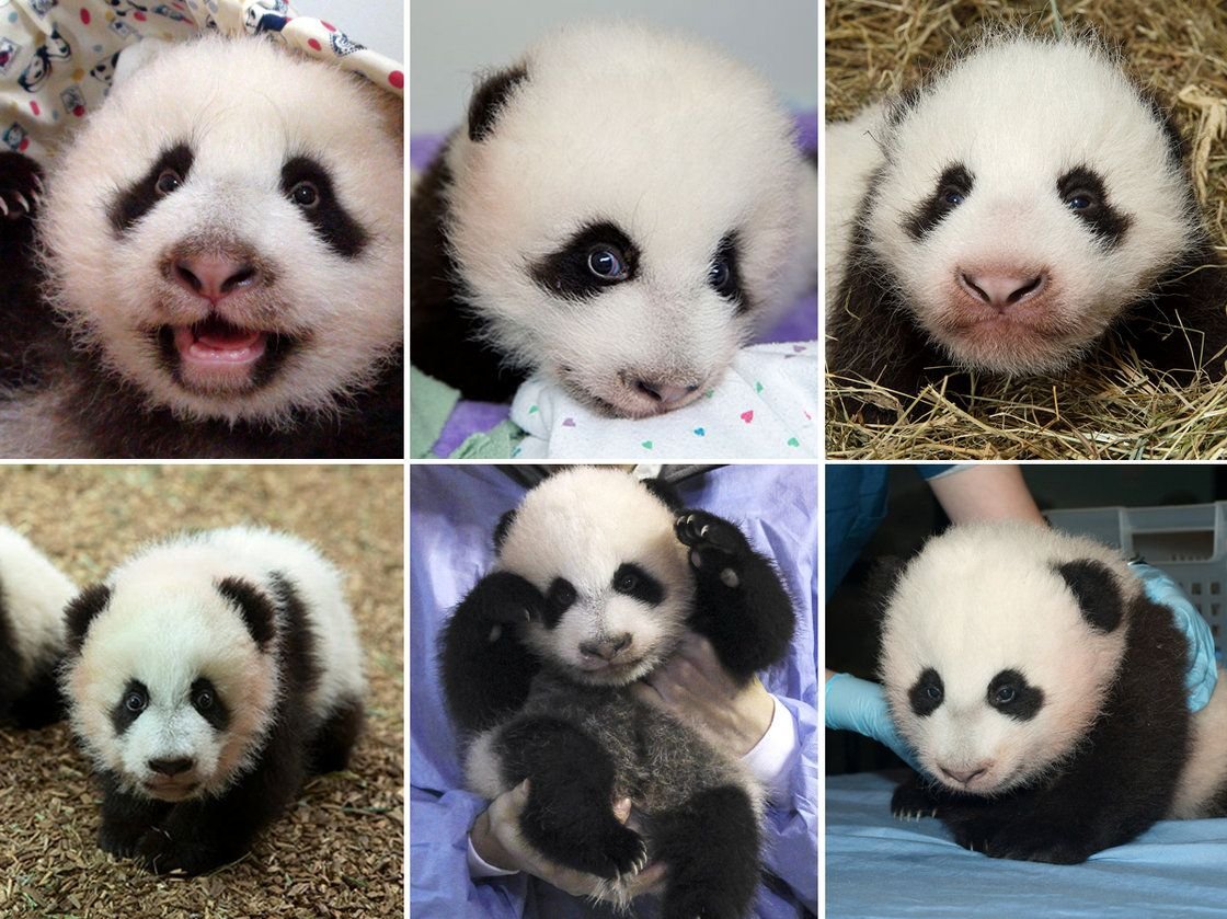 Новорожденная Панда размер