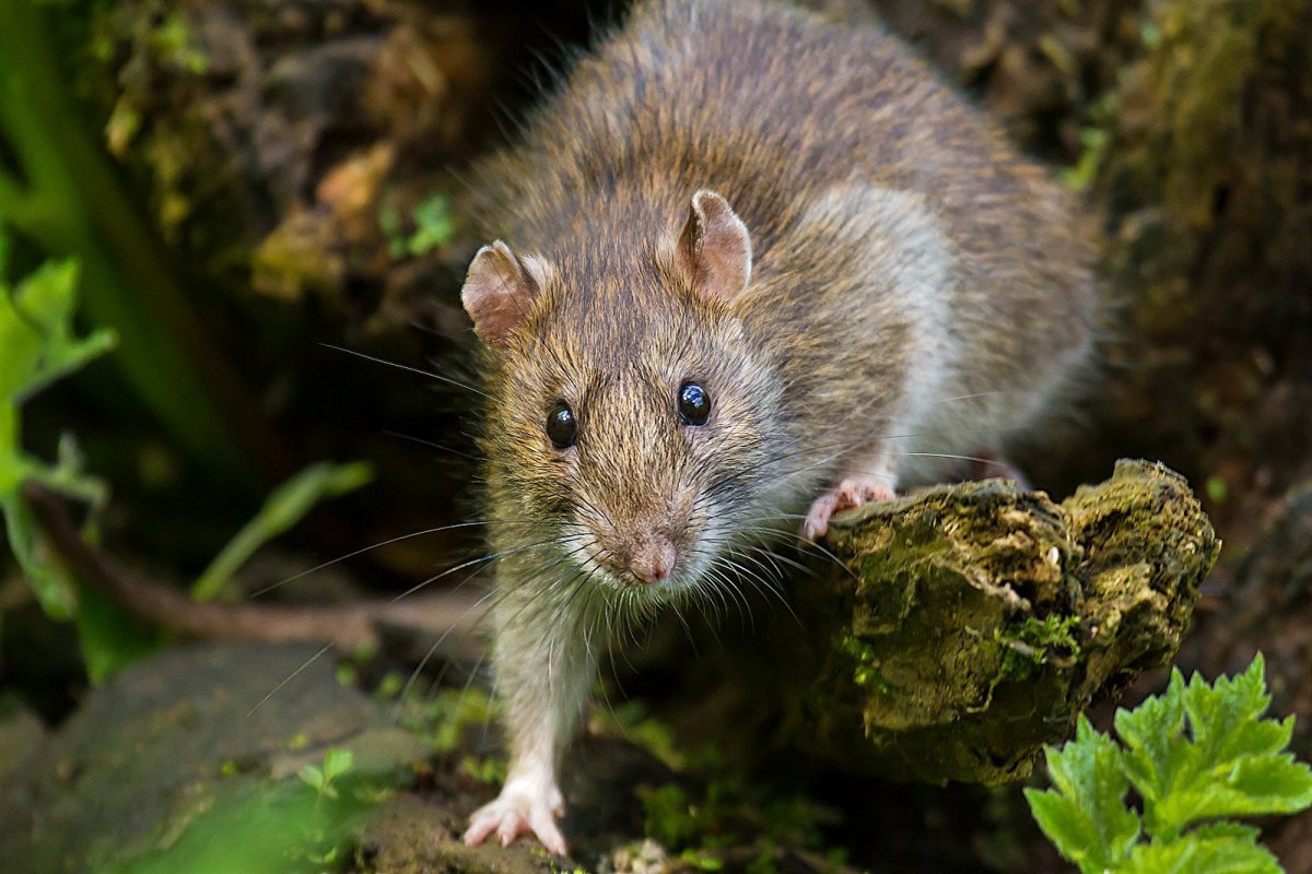 Крыса полевка