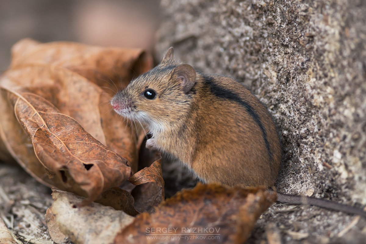 Эворонская полевка