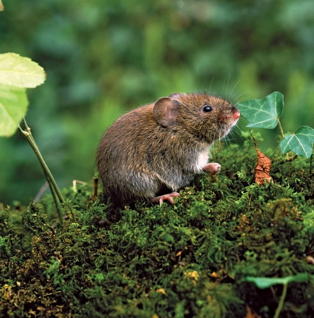 Обыкновенная полёвка