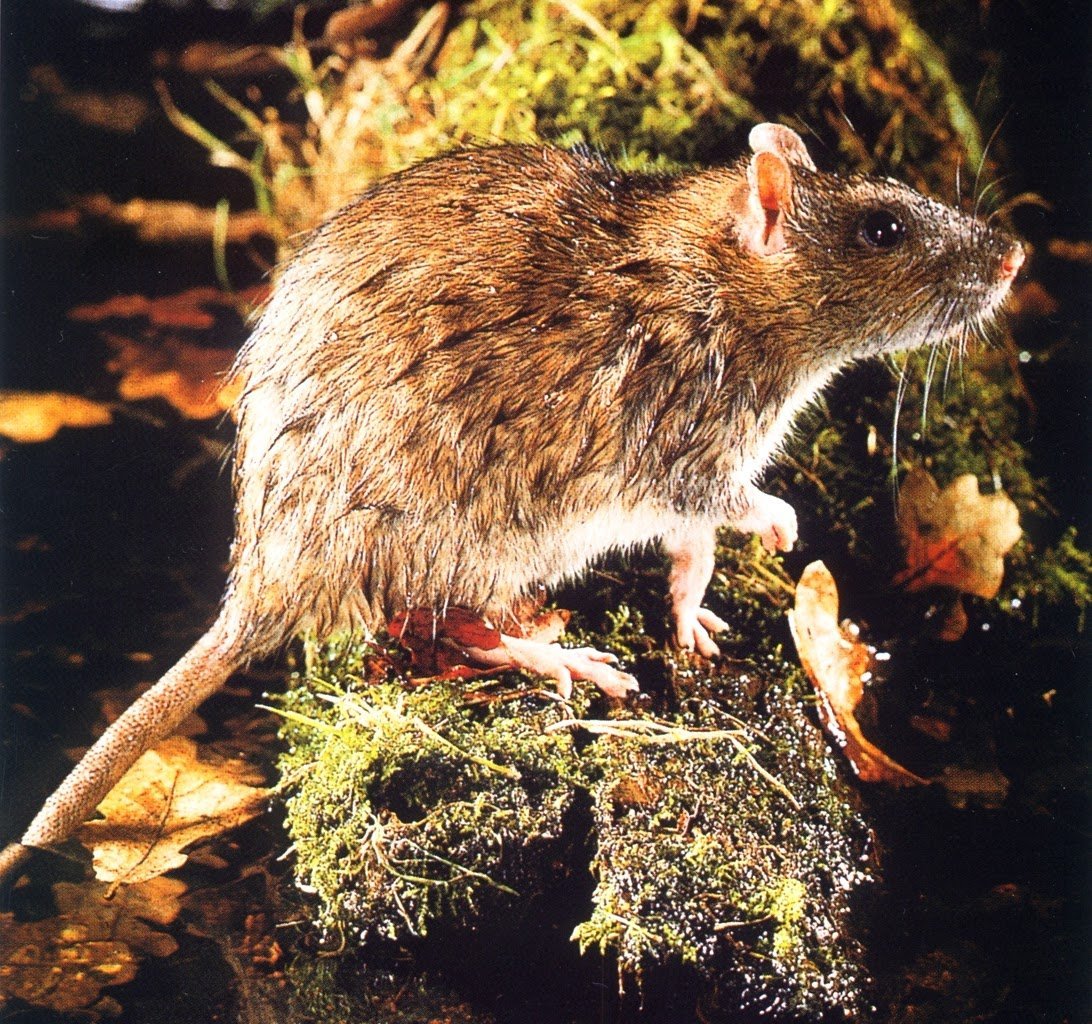 Серая крыса (Пасюк) - Rattus norvegicus.