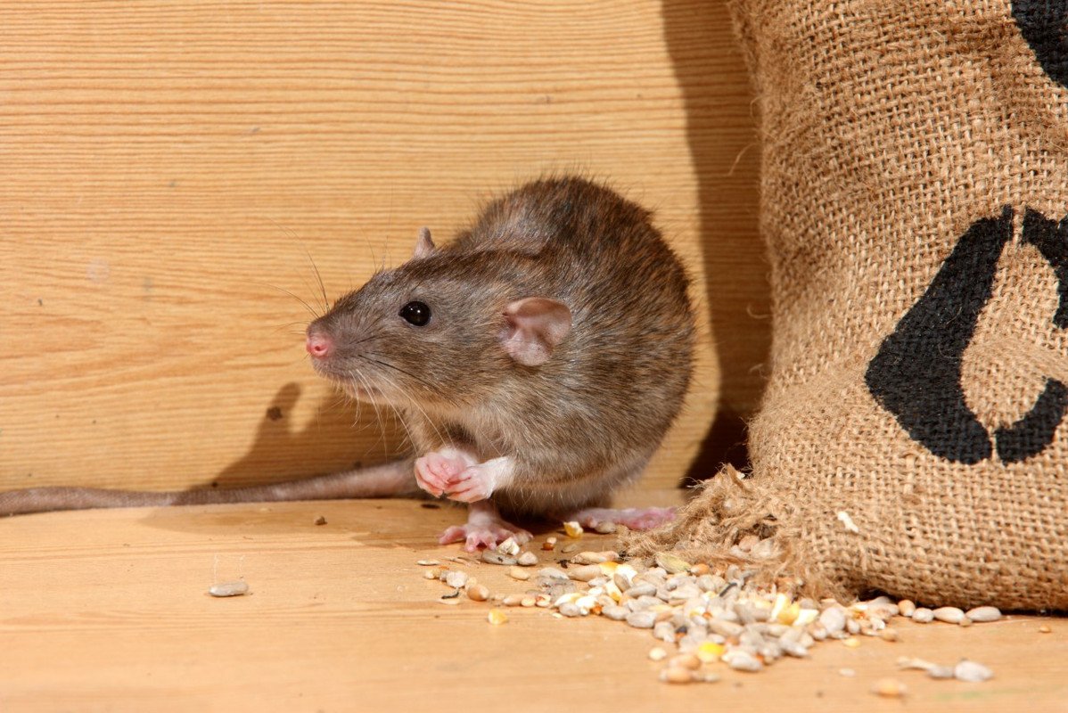 Крысы вредители