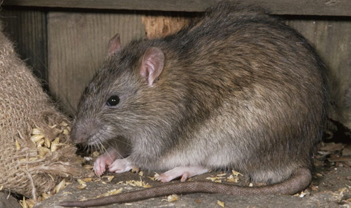 Серая крыса Пасюк