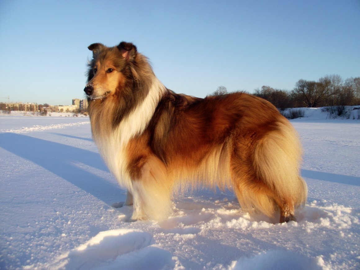 Колли шелти