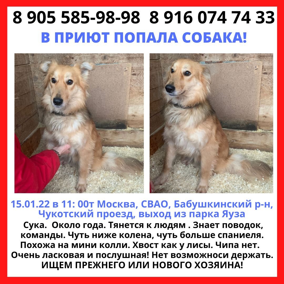 Аусси и бордер колли