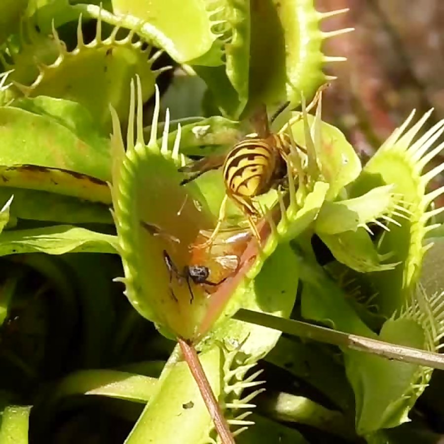 Мухоед щенок