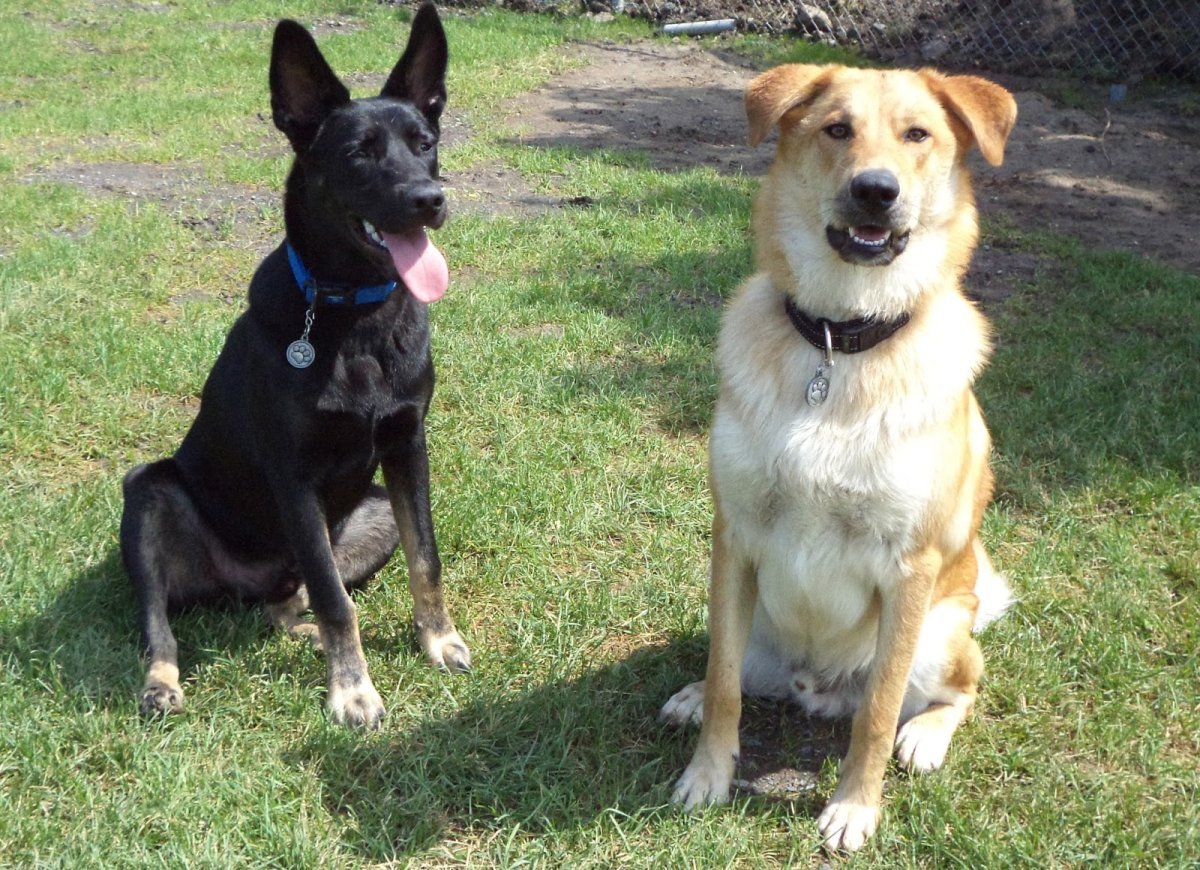 Гарафийская овчарка