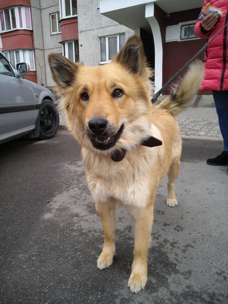 Метис колли и овчарки