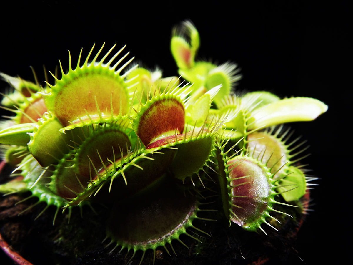 Цветок хищник Венерина мухоловка