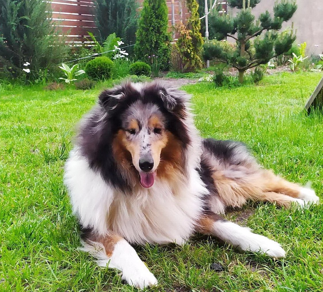 Помесь колли