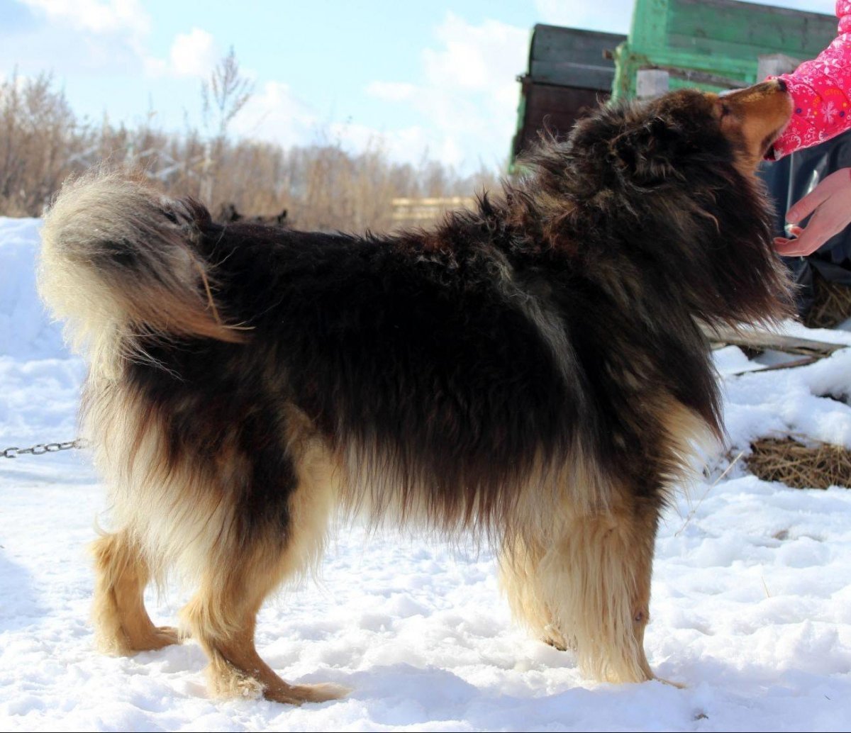 Метис колли и овчарки