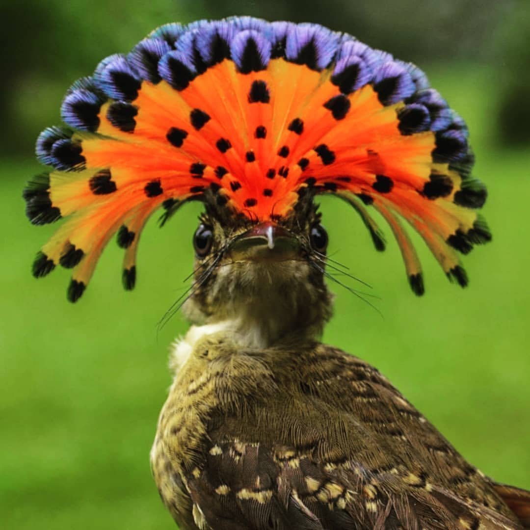 Венецианский мухоед