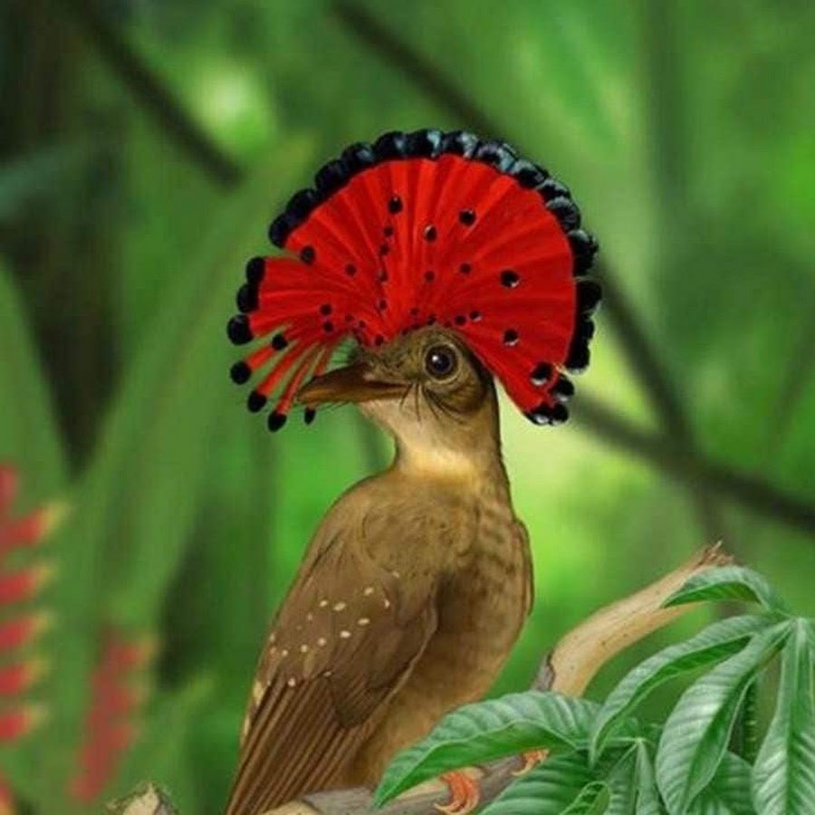 Венецианский мухоед