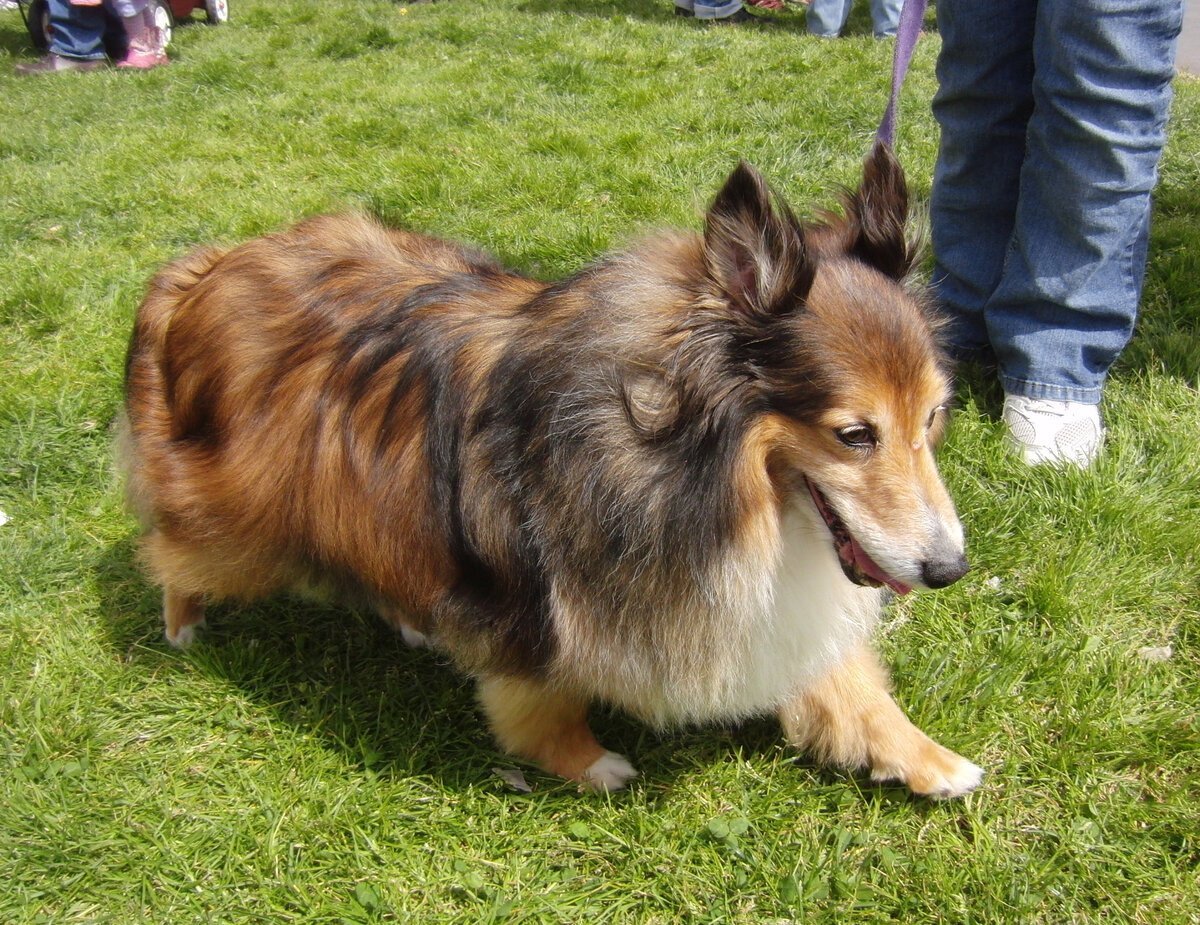 Метис шелти