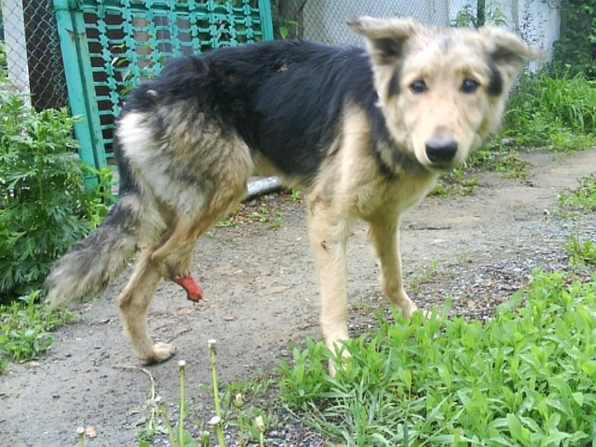 Метис колли и овчарки