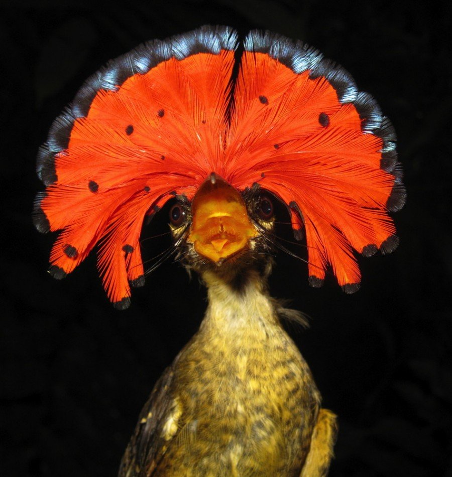 Гнездо мухоловки