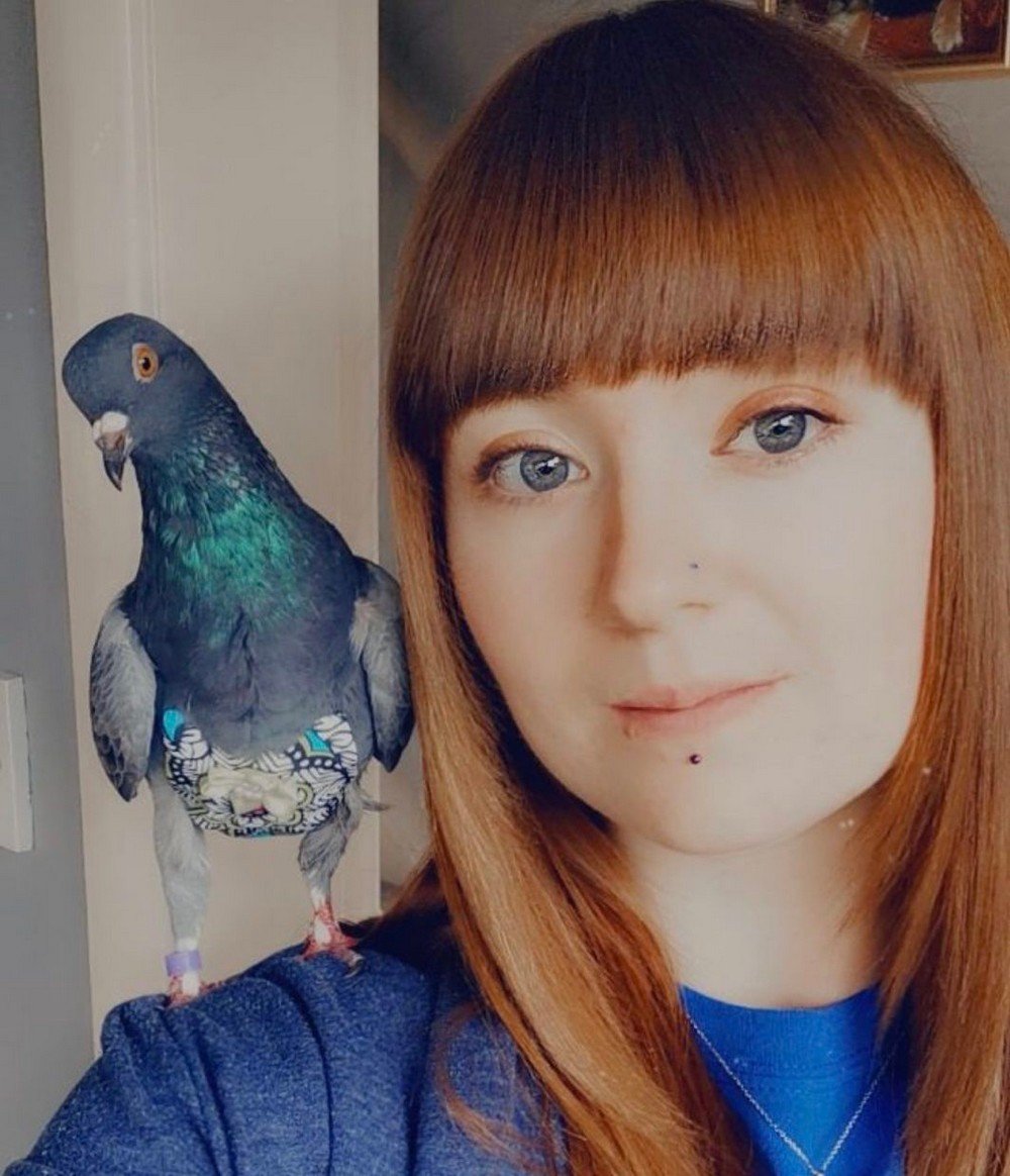 Самые дорогие голуби в мире