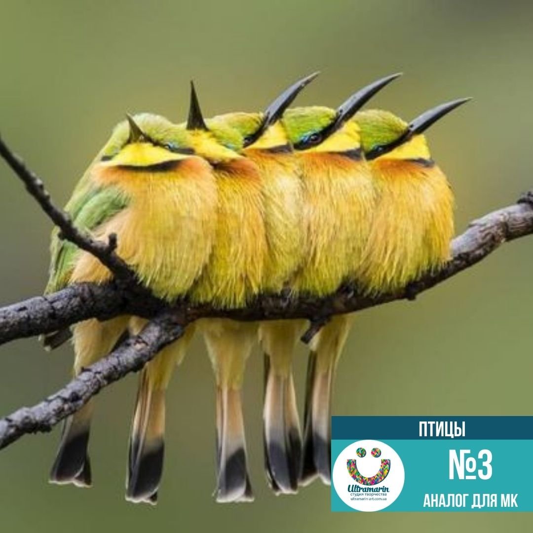 Светящаяся Венерина мухоловка