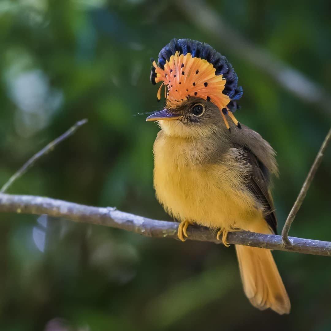 Амазонский Королевский мухоед