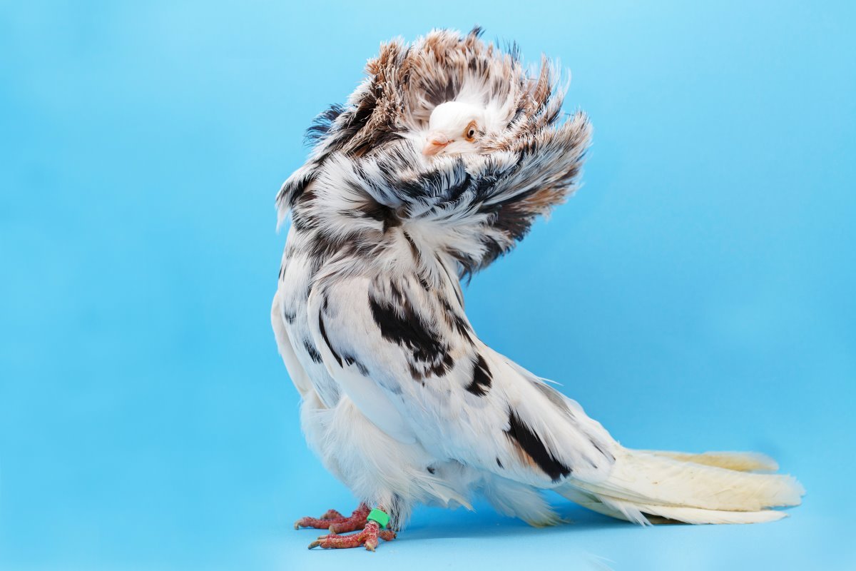 Самые красивые голуби