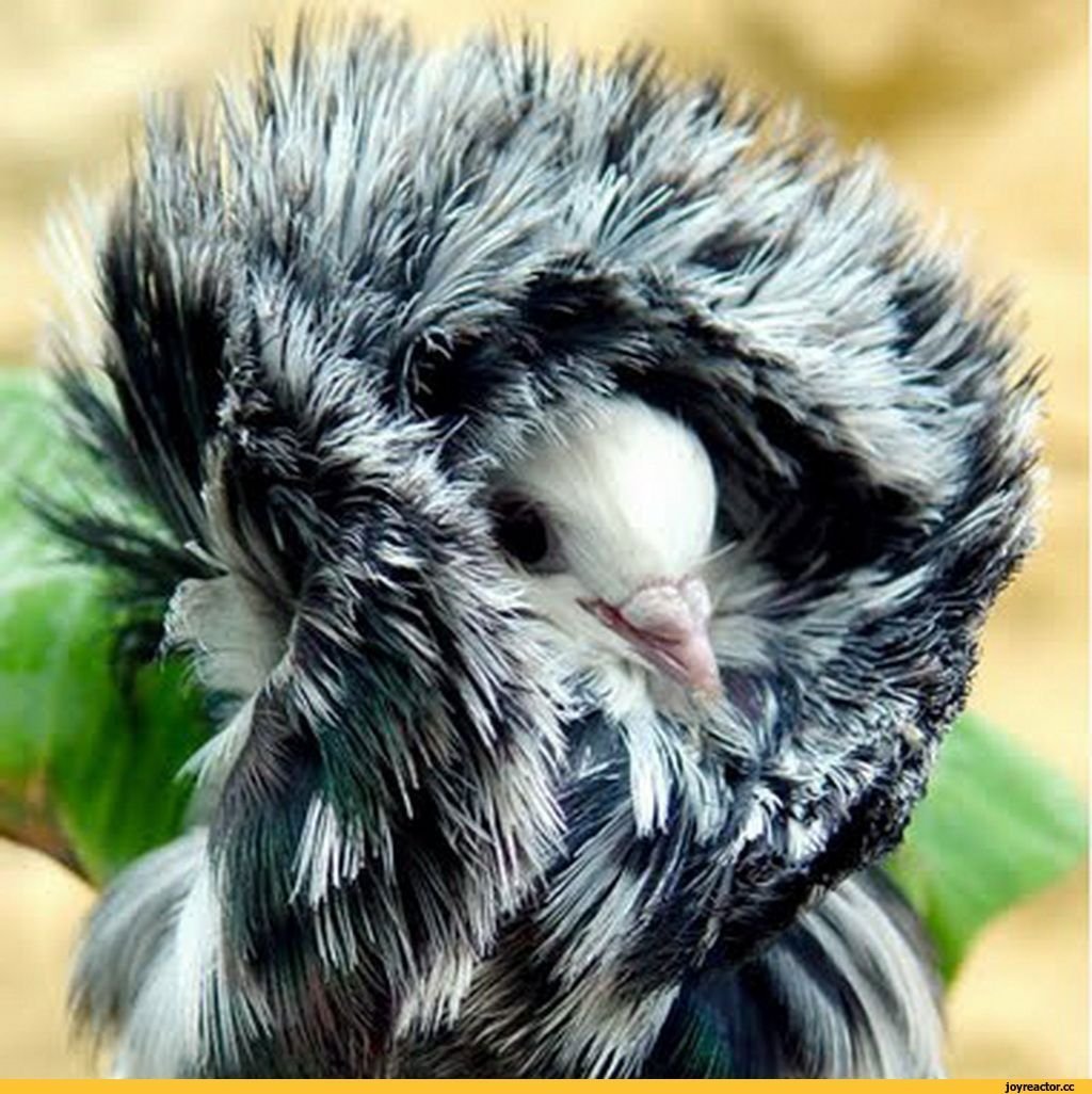 Милые голуби