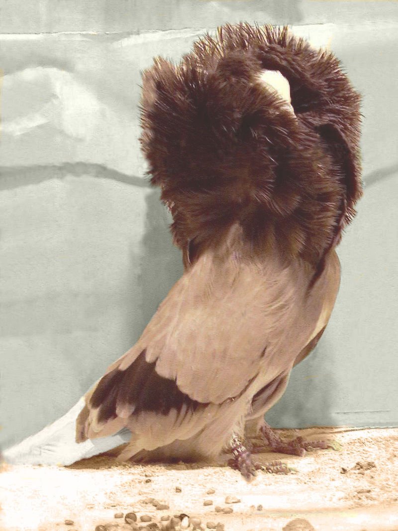 Декоративные голуби