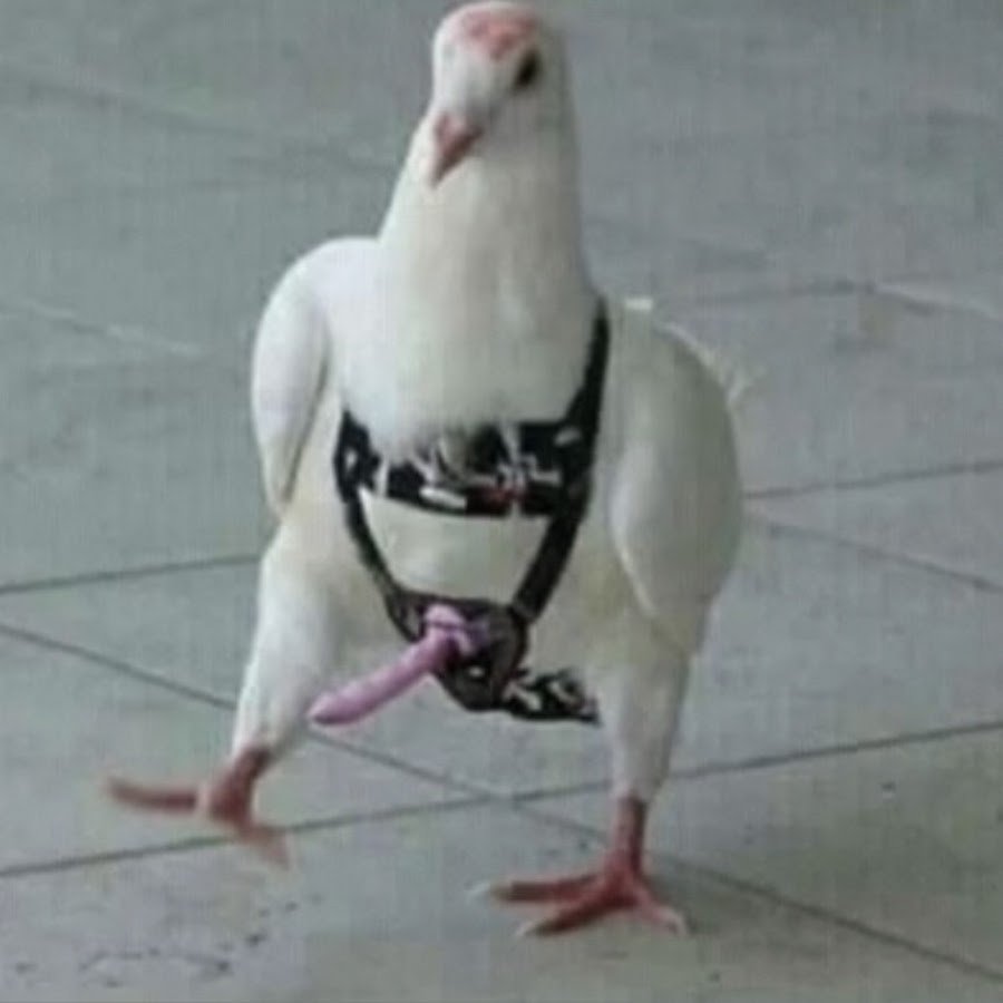 Венценосный голубь Виктория