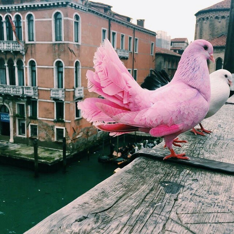 Голубь сидит