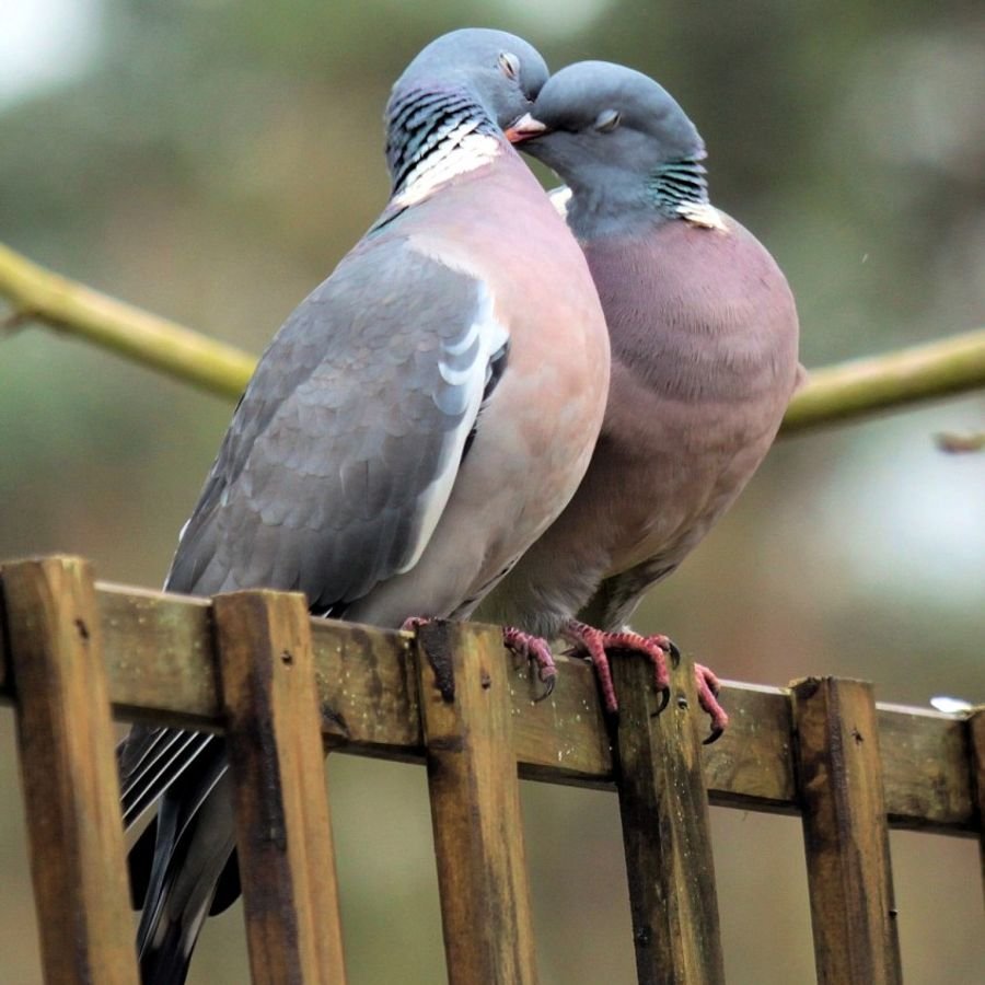 Пигеон голубь