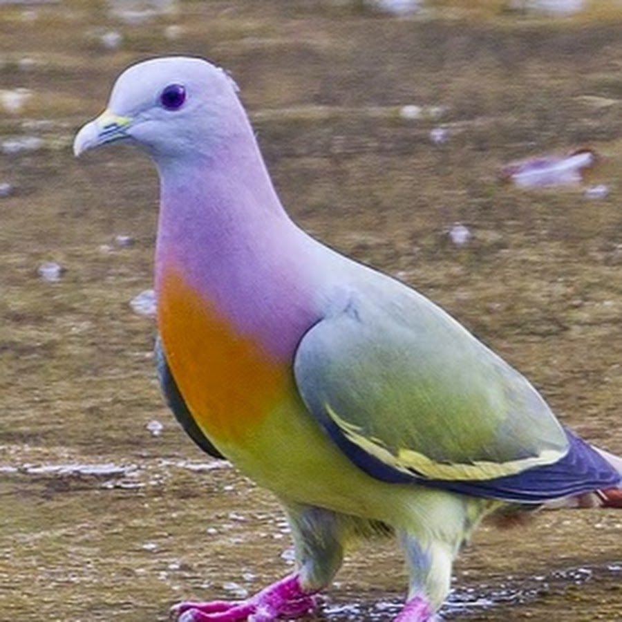 Кудрявый голубь