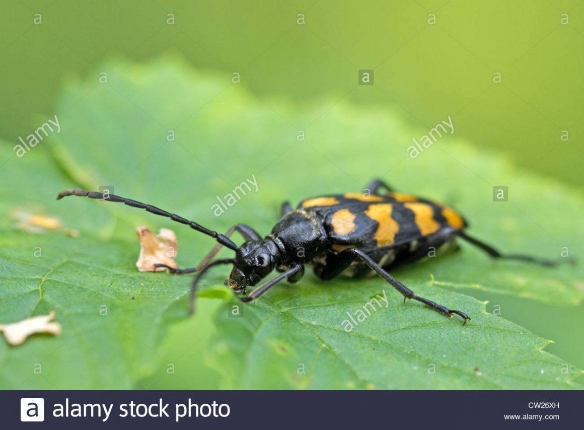 Черный Жук с 4 желтыми пятнышками