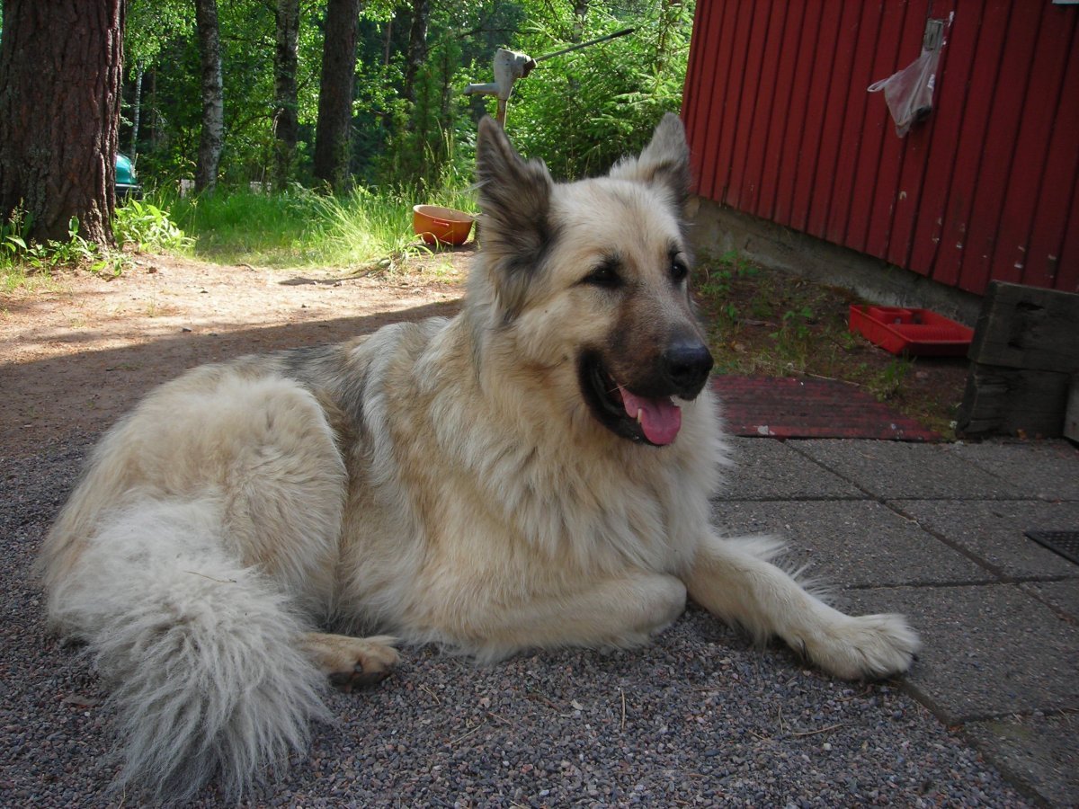 Метис колли и немецкой овчарки