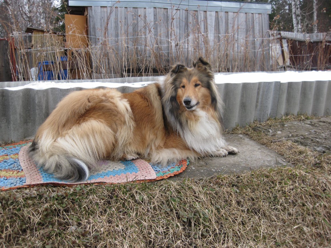 Помесь колли и кавказской овчарки